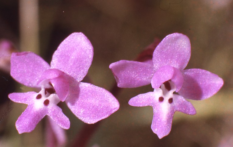 Orchis brancifortis
